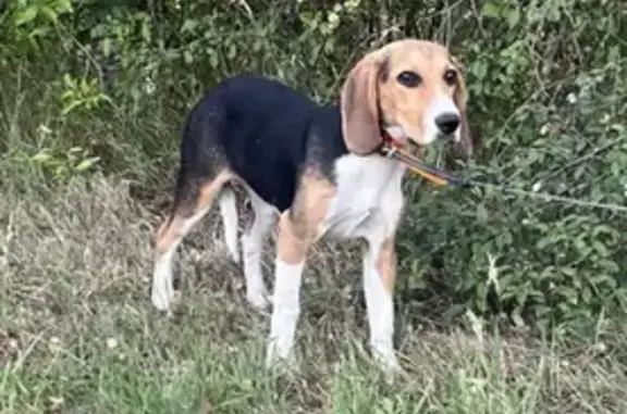 Chien perdu, Azur, 8 mois, Saint-Aubin-du-Désert - photo