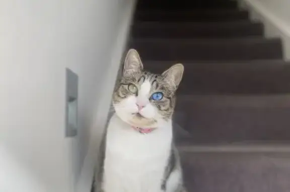 Lost Cat Lui: Unique Eyes, Tea Tree Lane