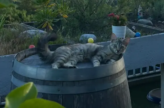 Chatte grise tigrée perdue à Layrac - photo