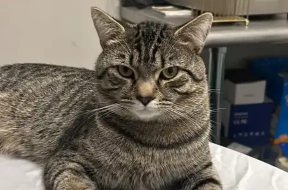 Lost Tabby Near Virginia Credit Union