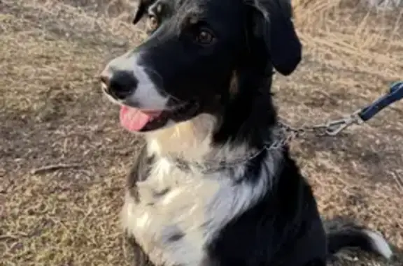 Friendly Black & White Dog Lost in Brownsville