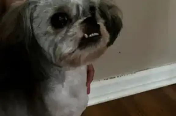 Lost Dog on Bridges Rd, McDonough