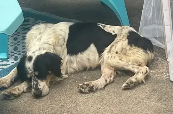 Chien trouvé Damazan, photo: Épagneul breton tricolore trouvé à Damazan