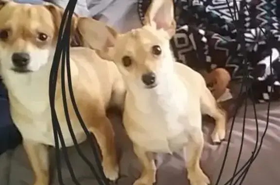 Lost Tan: Timid Dog on Westwood Dr
