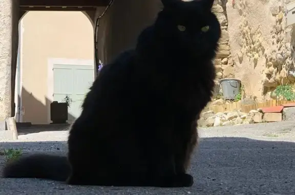 Chatte noire perdue à Alixan - photo