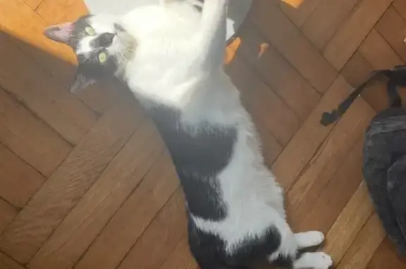 Animaux perdus Besançon, photo: Chat noir et blanc perdu à Besançon