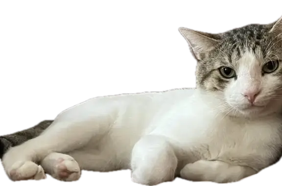 Lost Friendly Cat: White with Colorful Head