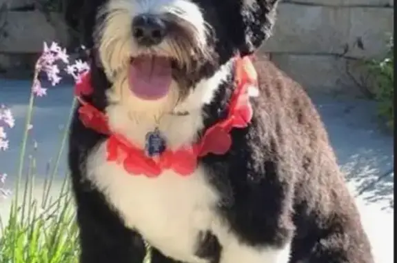 Lost pets Spokane, photo: Lost Portuguese Water Dog: Spokane
