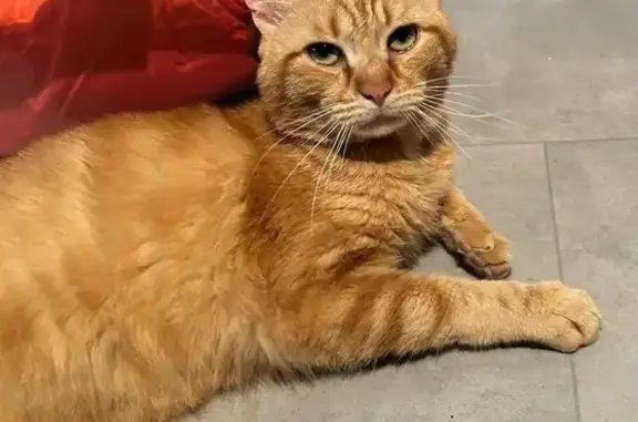 Animaux trouvés Saint-Junien, photo: Chat trouvé, très docile et mignon à St-Junien