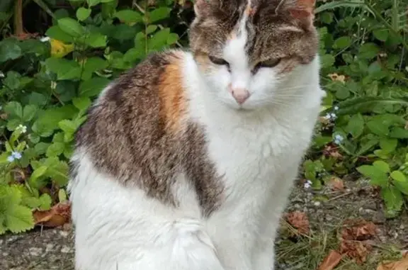 Animaux perdus Noirmoutier-en-l'Île, photo: Chatte calico âgée perdue à Noirmoutier
