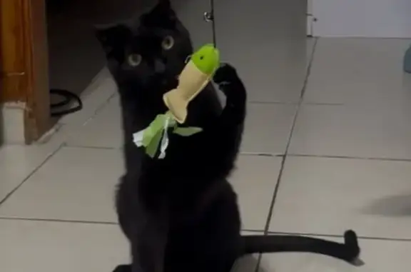 gato desaparecida