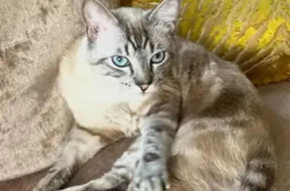 Chat mince beige/gris/blanc perdu à Saran - photo