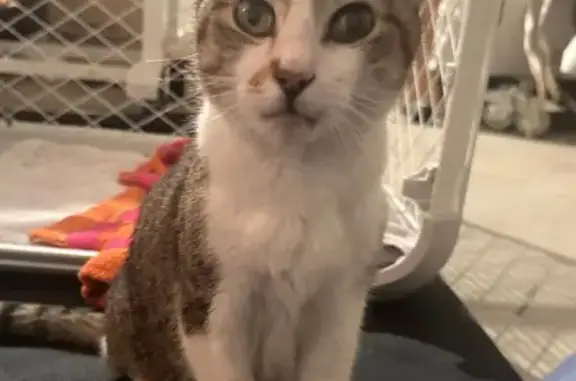 Lost and found pets Lake Villa, photo: Found: Friendly Tabby in Round Lake Beach
