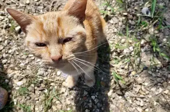 Chaton femelle câline trouvée au cimetière - photo