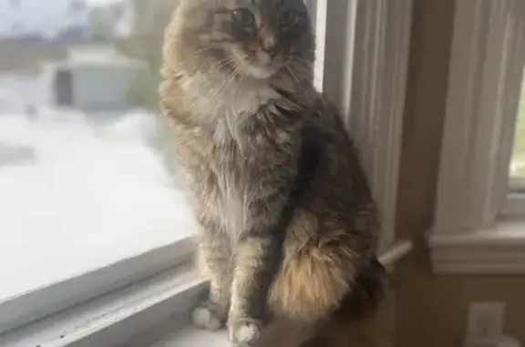 Maine Coon Lost: White Nose, Plainville