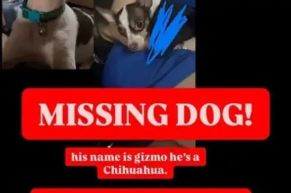 Lost and found pets , photo: Lost: Timid Dog on Durango Creek Dr