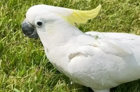 Animaux perdus , photo: Cacatoès blanc perdu à Saint-Georges