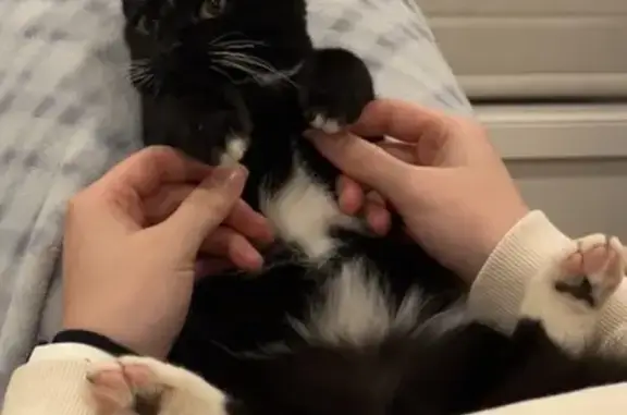 Lost Cat: 8-Month-Old Navy in Lake Macquarie
