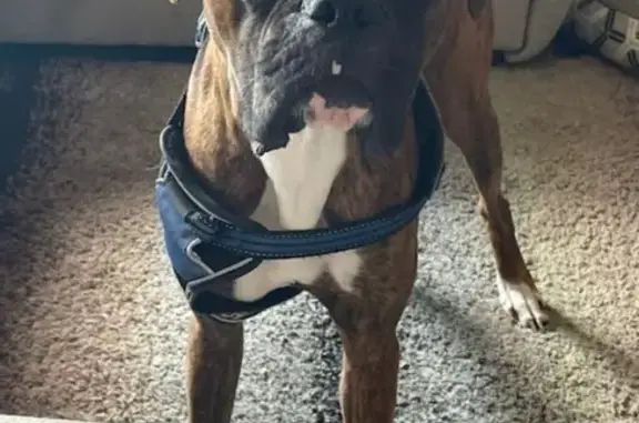 Lost Dog on Hill County Road 4434