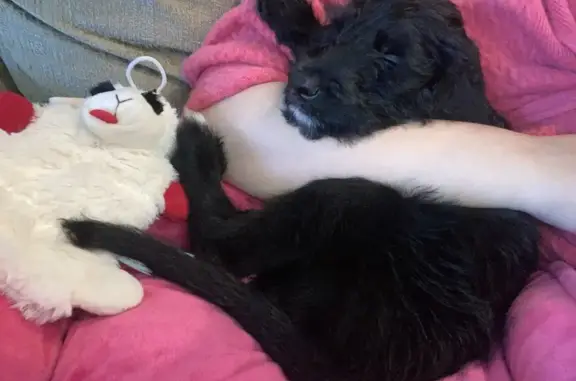 Found pets Tallahassee, photo: Found: Sweet Black & White Puppy Near Golf