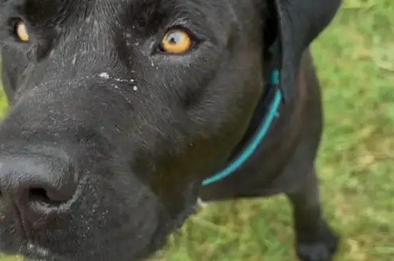 Lost Dog: Black with Unique Markings