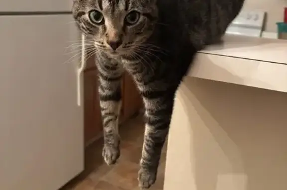 Missing cat Alexandria, photo: Lost Tabby: Aurora Missing in Alexandria