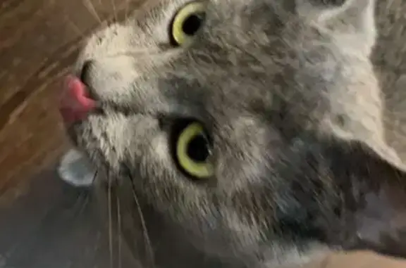 Lost and found pets Prospect Heights, photo: Lost Cat: Gray Coat, Green Eyes, 832