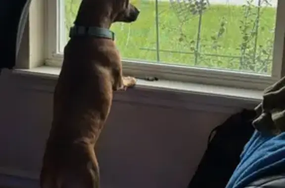 Lost Tan Chiweenie with Blue Collar in Ocala