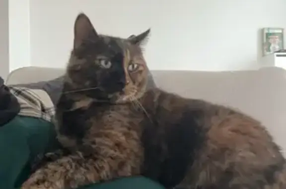Animaux perdus Messei, photo: Chat perdue : Pouppy, face foncée/crème