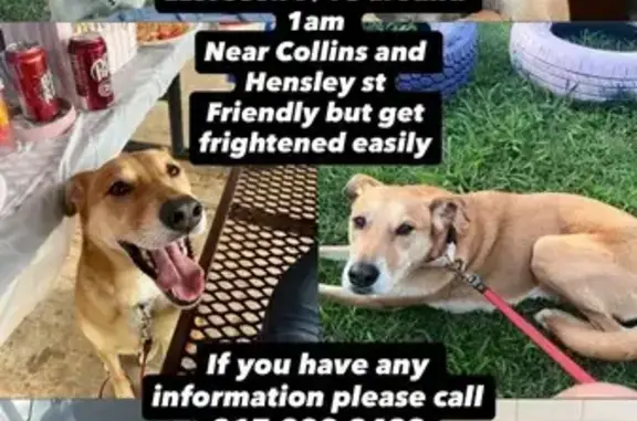 Lost Tan Carolina Dog in Arlington Area