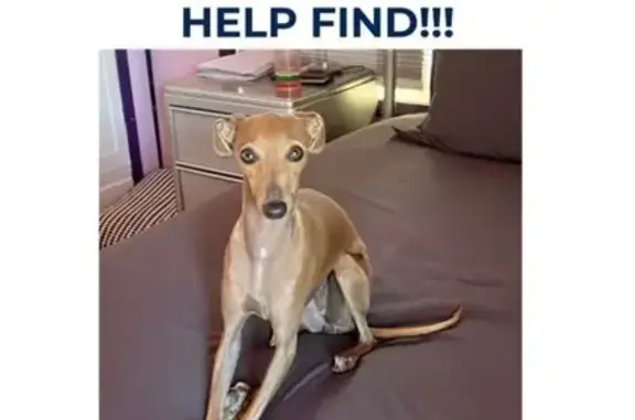 Lost Fawn Dog Near Rockland Hwy