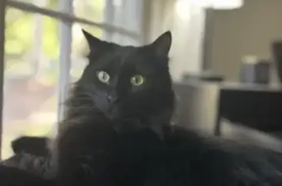 Lost Black Cat Yoshi in Snellville Area