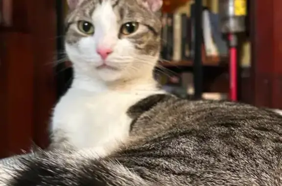 Lost Tabby Freddie: Help Us Find Him!