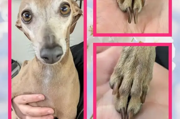Lost Blue Fawn Dog: Scared & Hair Loss