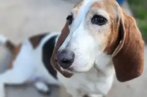 Lost: Friendly 10-Year-Old Basset Hound