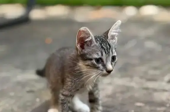 Gatos perdidos, Villahermosa, foto: Urgente: Dos Gatos Perdidos en Villahermosa