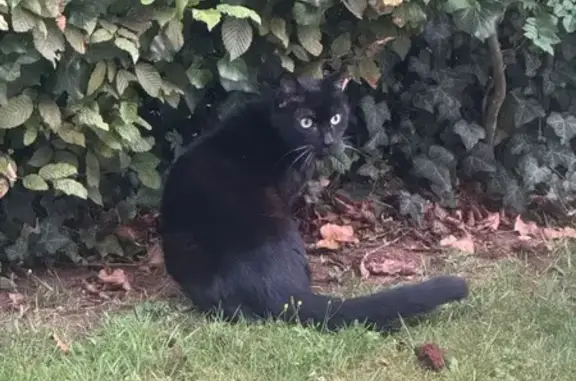 Animaux trouvés Sedan, photo: Chat trouvé mangeant au jardin, Sedan
