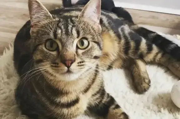 Chatte tigrée perdue à Bouloc - photo
