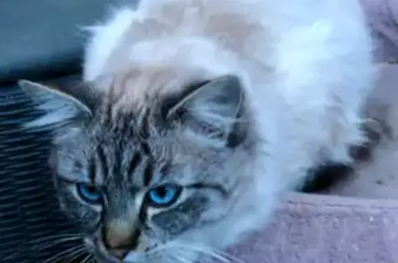 Animaux perdus Besançon, photo: Chat sauvage disparu à Besançon