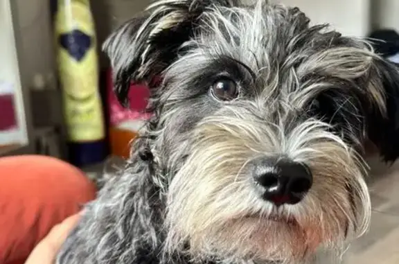 Perro Negro Perdido en Robles, Villahermosa
