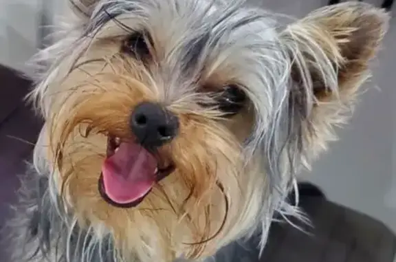 Help Find JJ: Lost Yorkie in Canton, GA