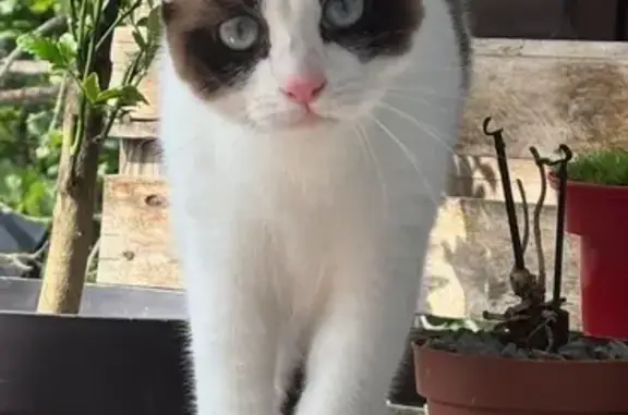 Animaux perdus Bègles, photo: Chat perdue, yeux bleus, Bègles