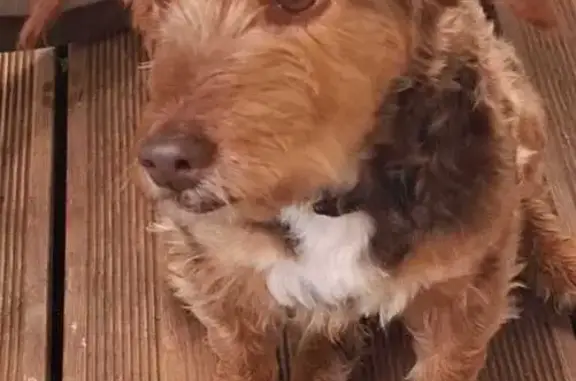 Chien perdu : Pepette, petite marron/beige - photo