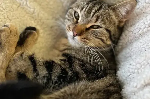 Chat perdu, Valentigney, photo: Chatte tigrée perdue à Valentigney