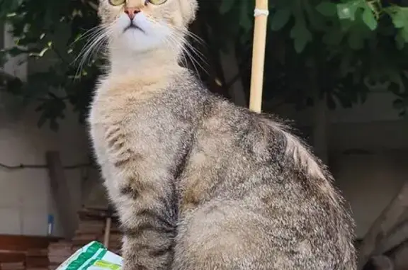 Chatte tigrée perdue à Bages, le 26/07/25 - photo