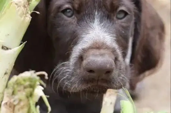 Chienne Drathaar Perdue à Couëron - photo
