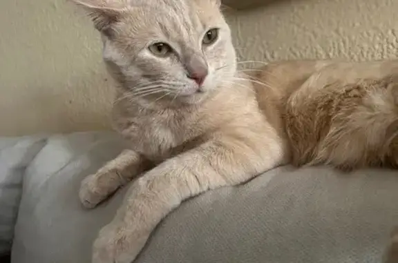 Se busca: Gato claro llamado Coco en Jerez