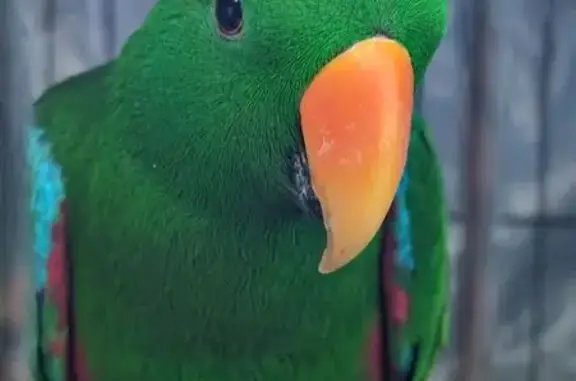 Lost Eclectus Parrot in Tea Tr...