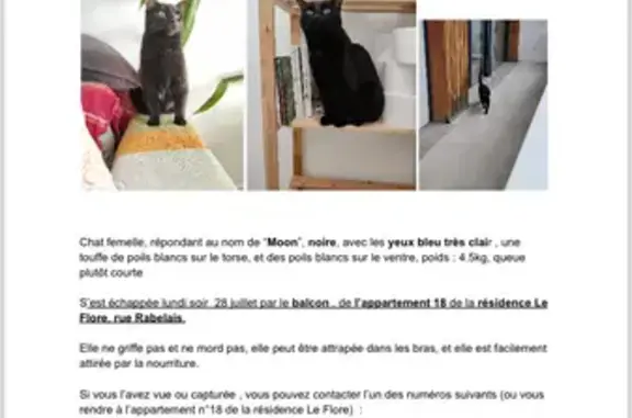 Chat perdu, Rennes, photo: Chatte noire perdue à Rennes, pucée.