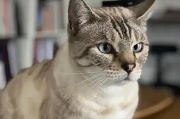 Chat Bengal Snow perdu à Fabrègues - photo